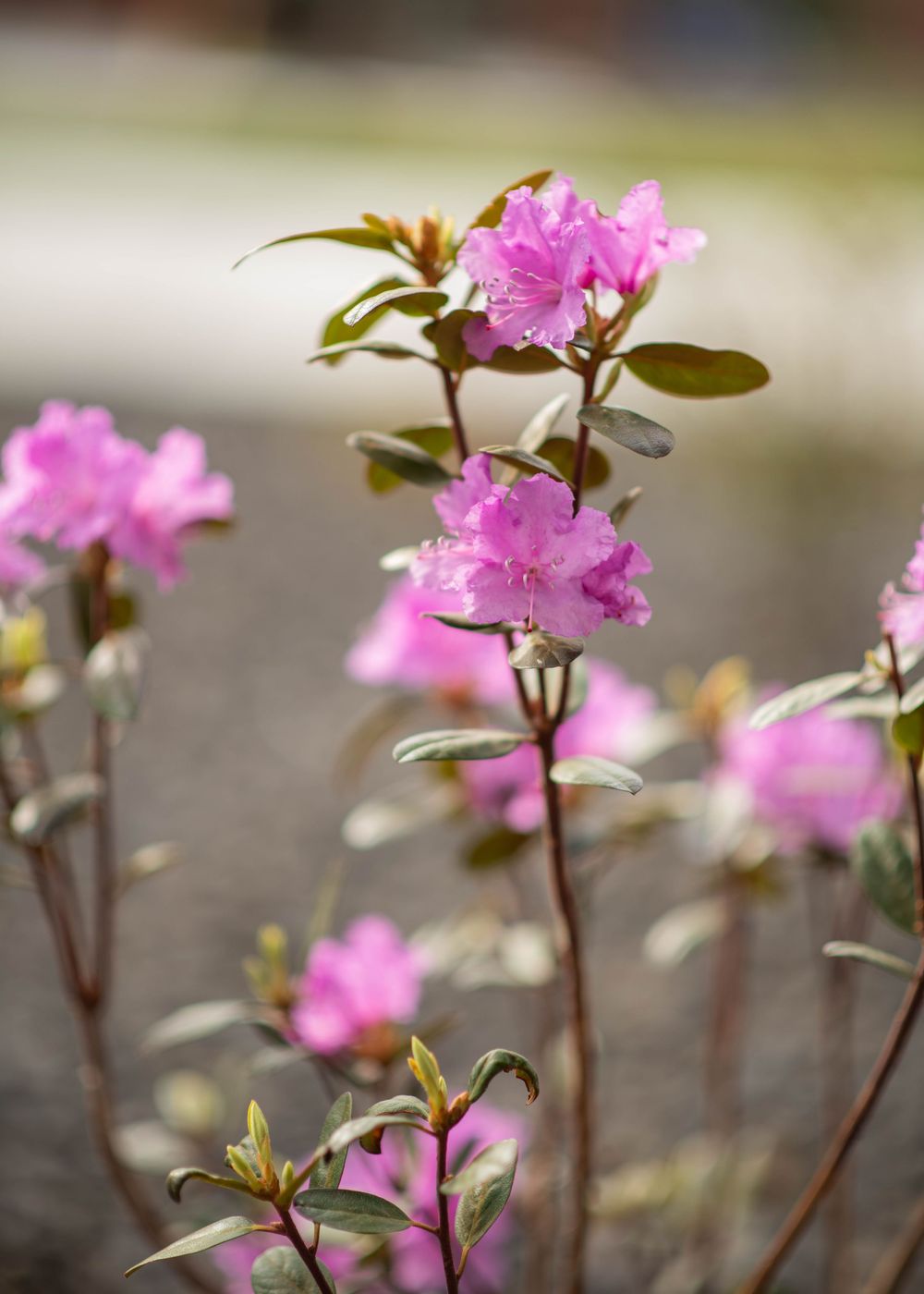 Bright pink rhododendron flowers blooming on delicate branches in soft natural light.