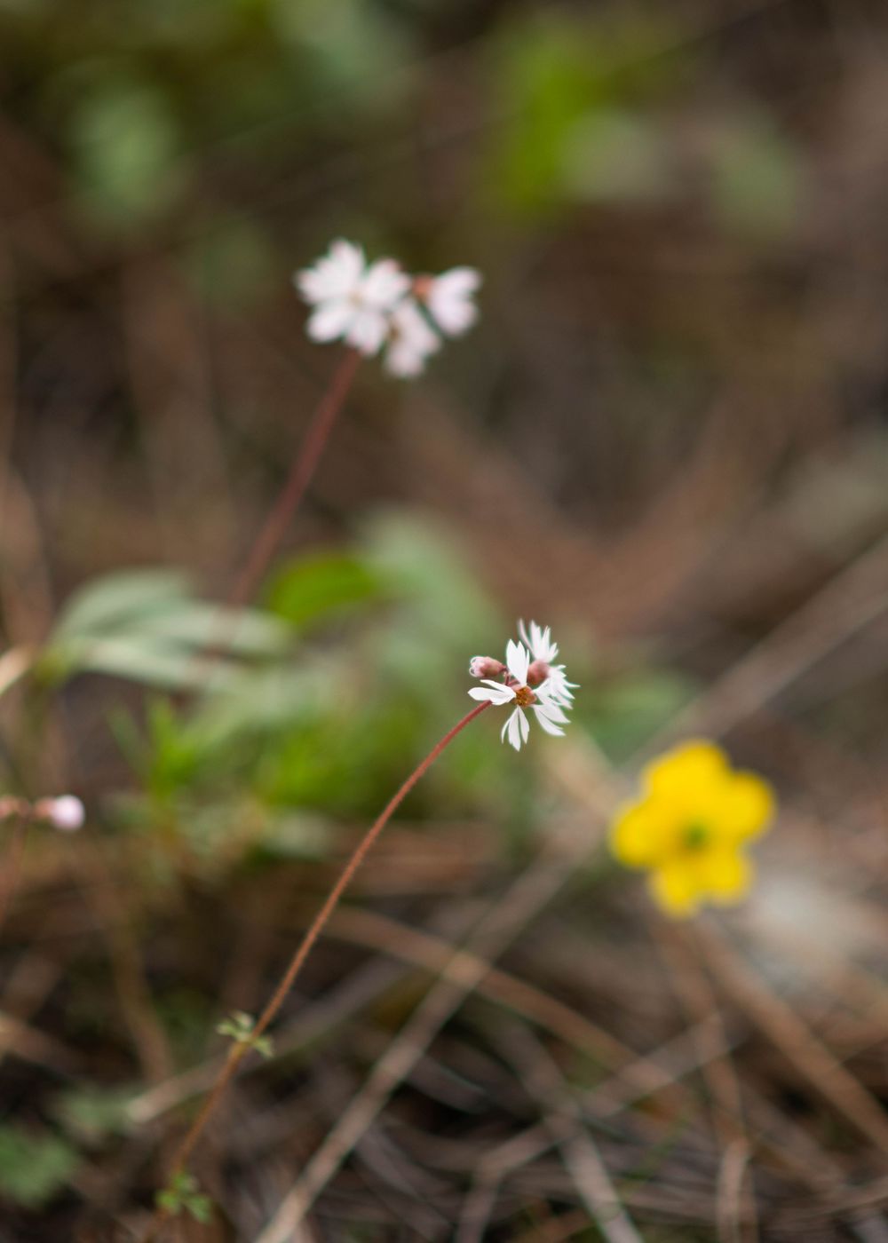 Delicate small white wildflowers on thin stems with a yellow flower in a forest setting.