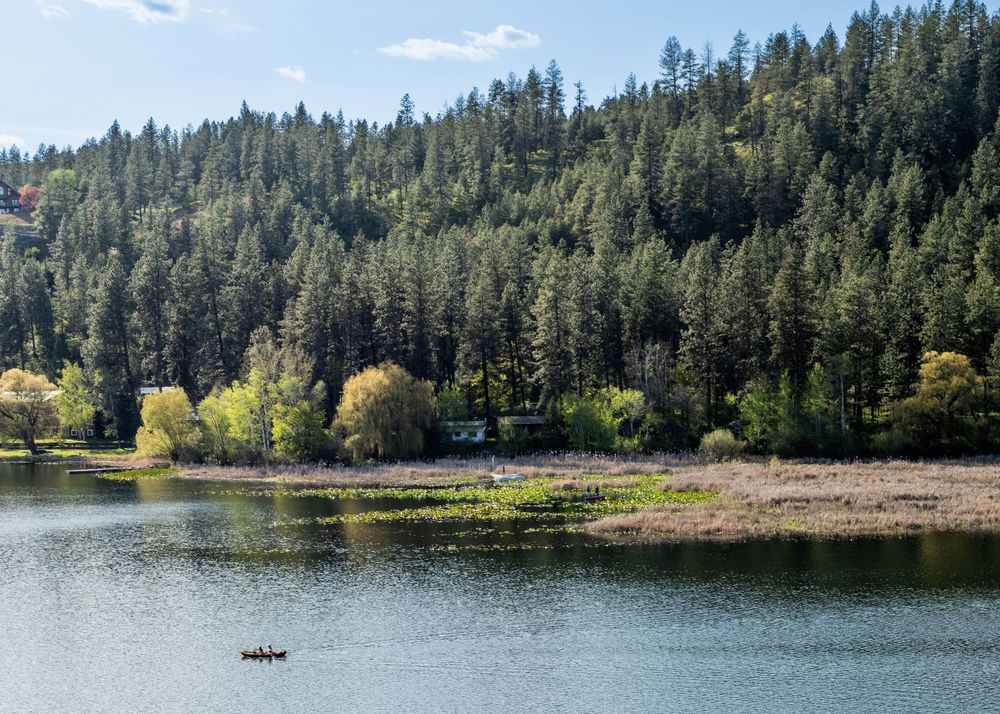 Canoe on a calm lake surrounded by dense evergreen forest and lush green shoreline on a sunny day.