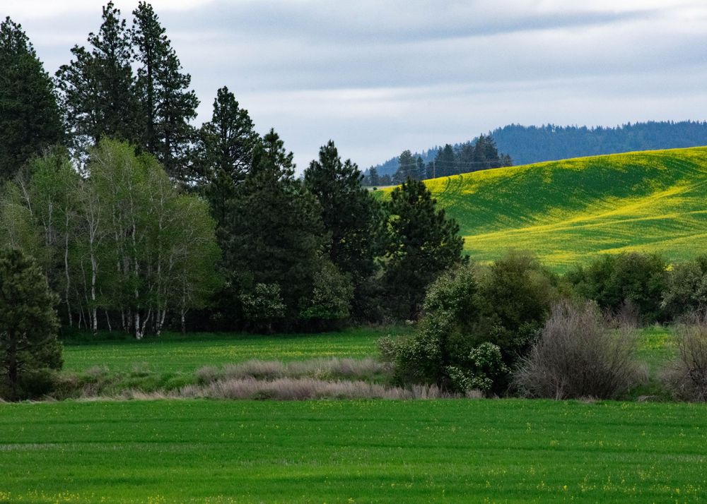 Lush green meadow with tall pine trees and vibrant yellow flowering fields rolling over gentle hills under cloudy sky.