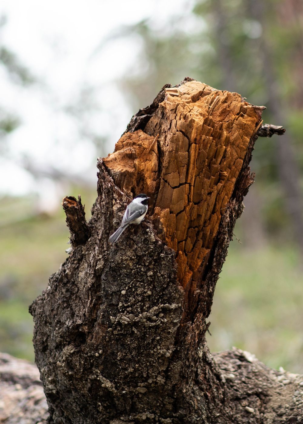 Small black-capped chickadee bird perched on a weathered, cracked tree stump in a forest setting.