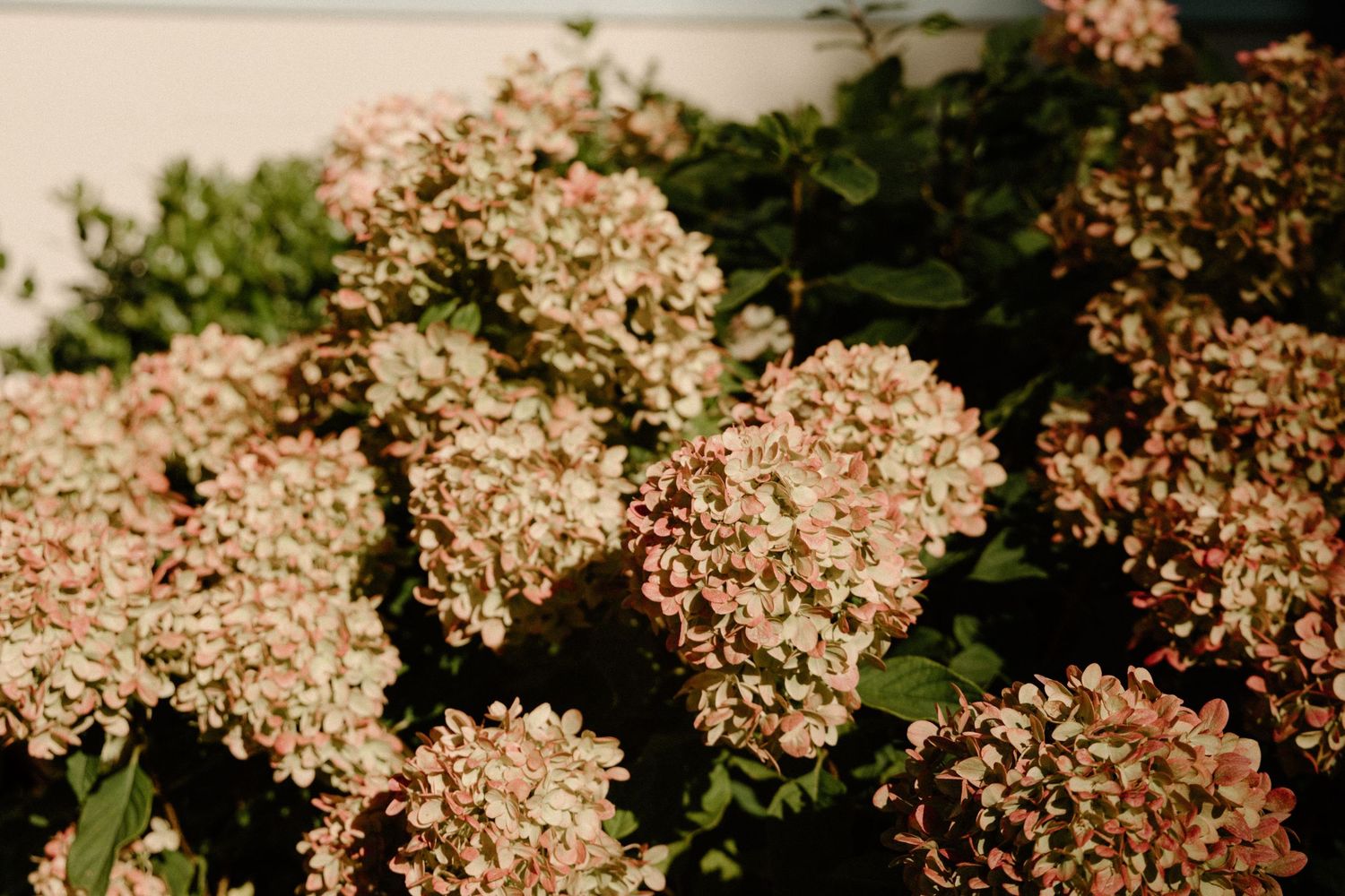 Pink and white flowers blossom in clusters against blurred green foliage in a spring garden.