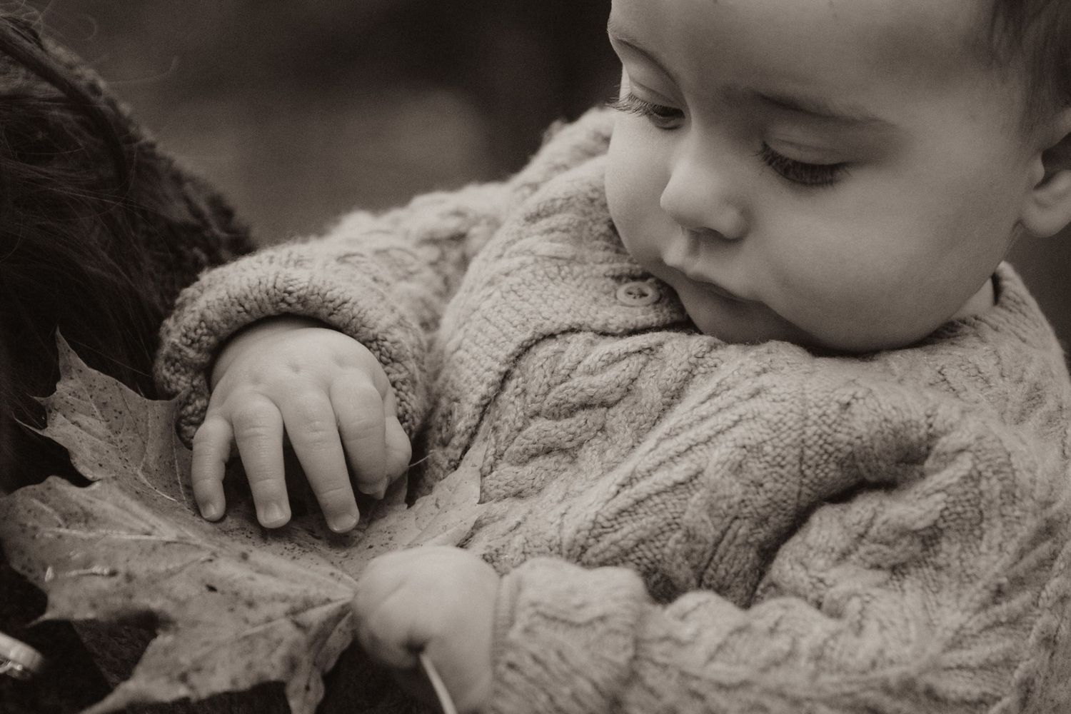Young child in a cable knit sweater gently holds and examines a fallen autumn maple leaf in black and white.