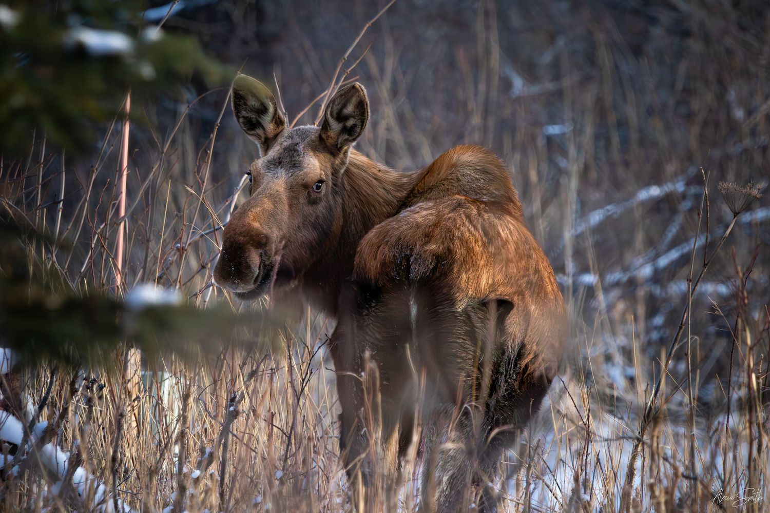 Moose cow