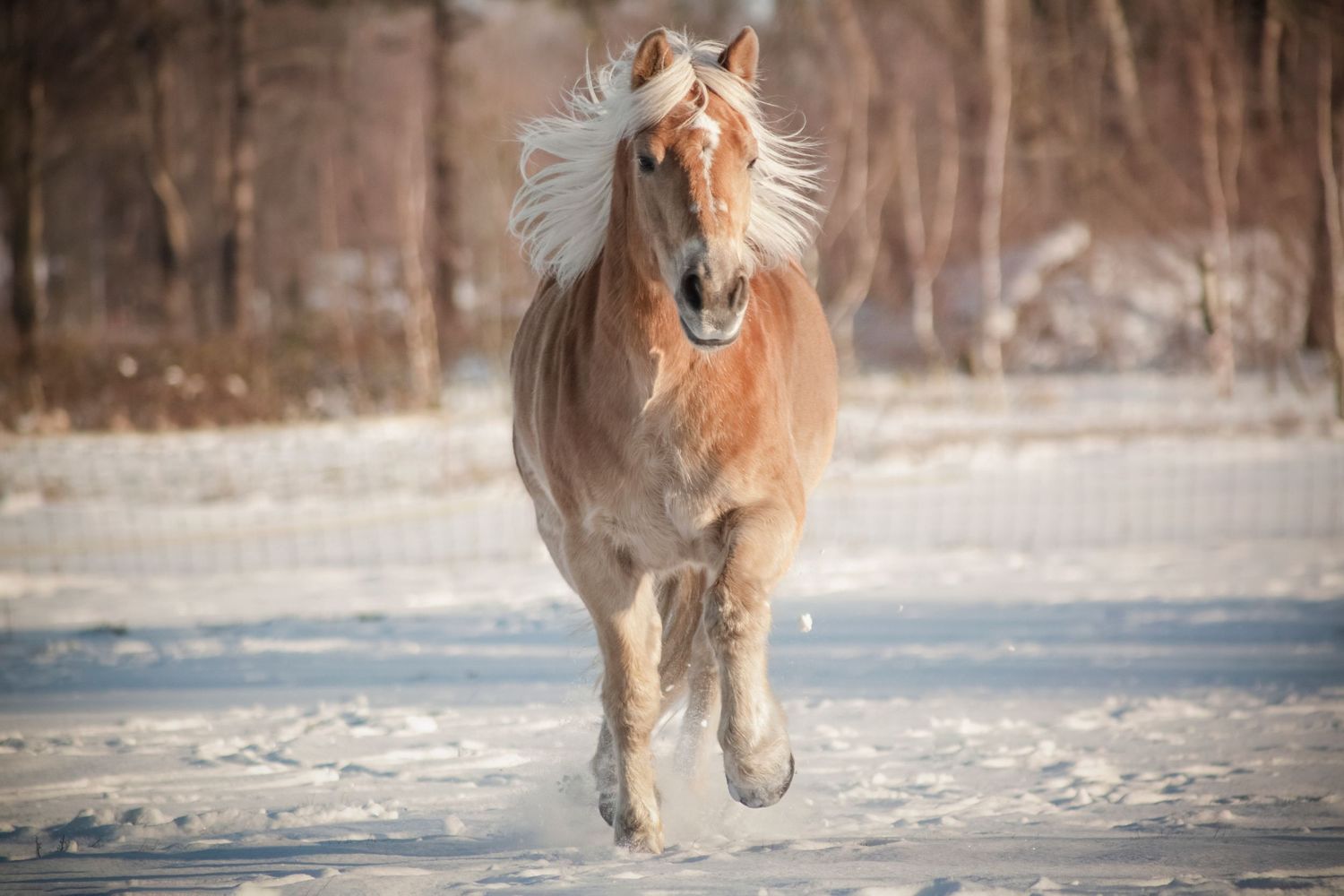 A chestnut horse gallops gracefully through snowy terrain in a winter landscape.
