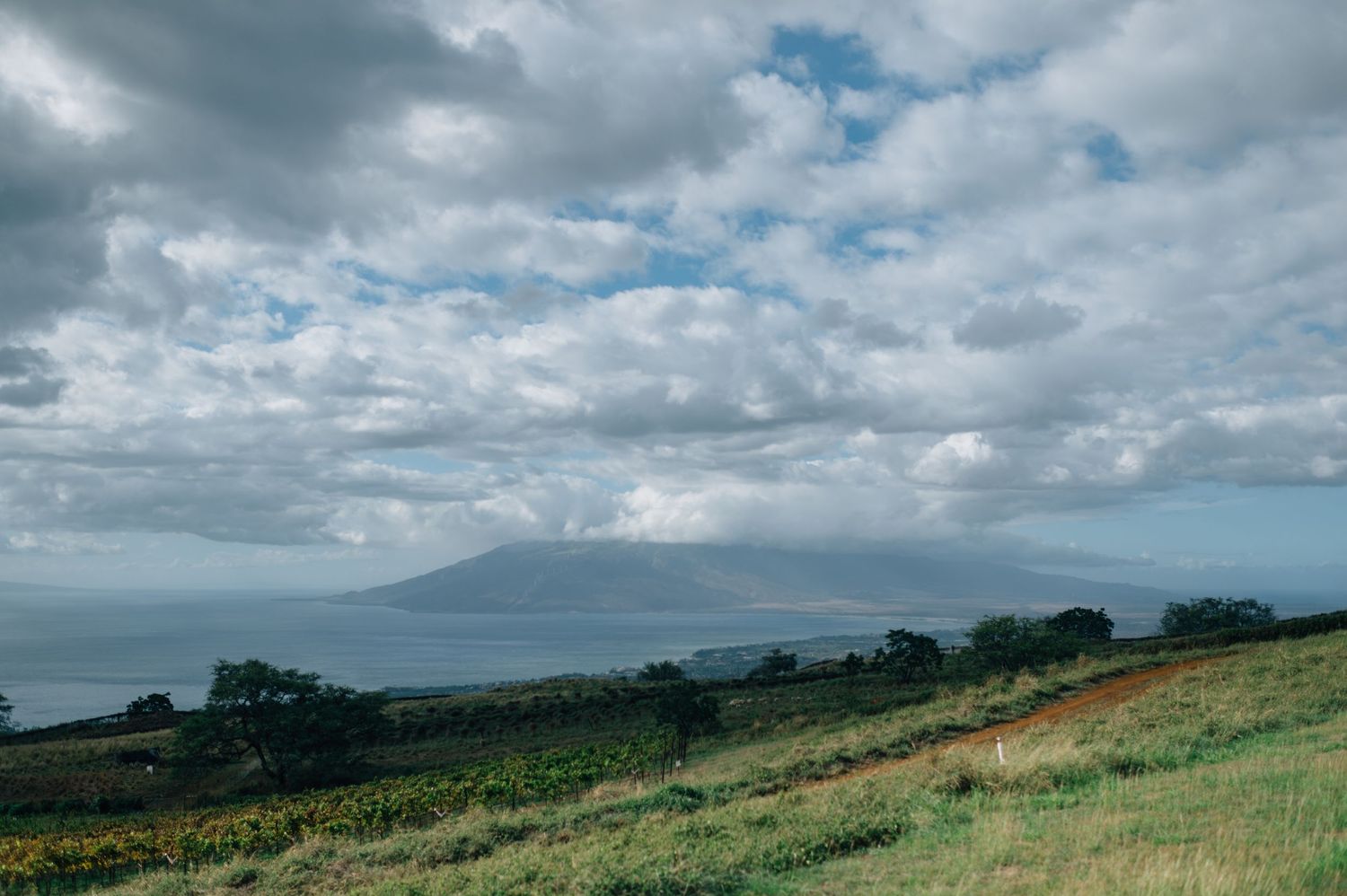 Rolling green hills overlooking the ocean with dramatic cloudy skies in the distance.