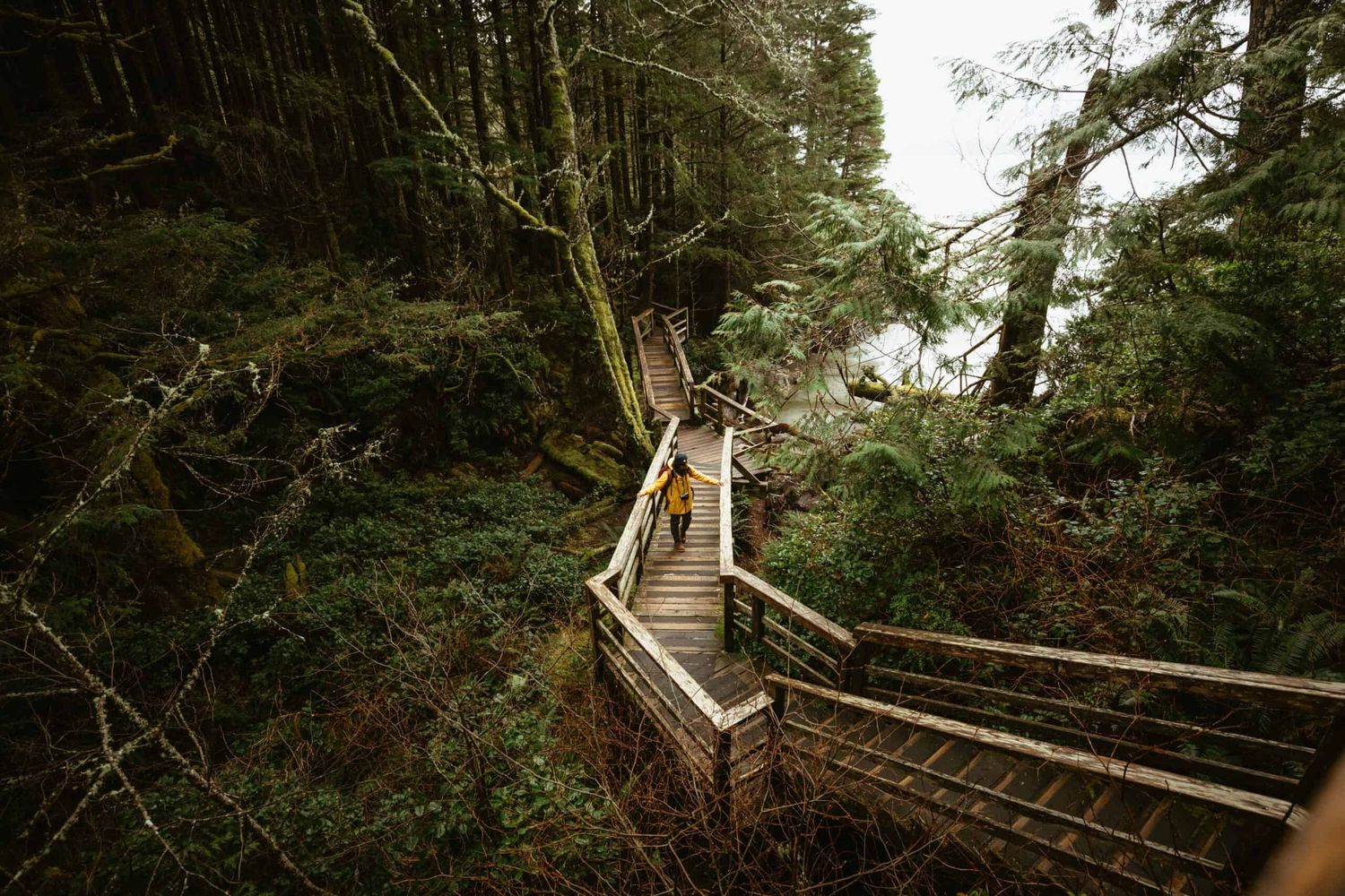 woman walks along wooden boardwalk surrounded by old growth forest on Vancouver Island