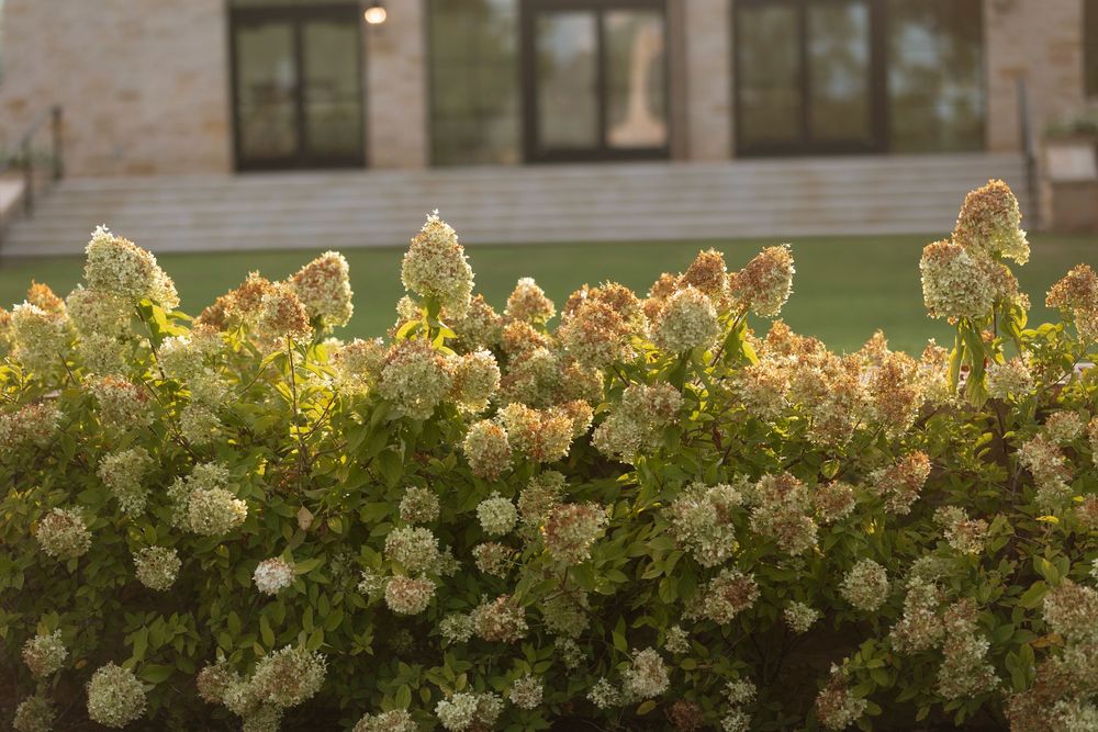 A row of blooming hydrangea bushes with cream-colored flowers line a brick building wall in sunlight.