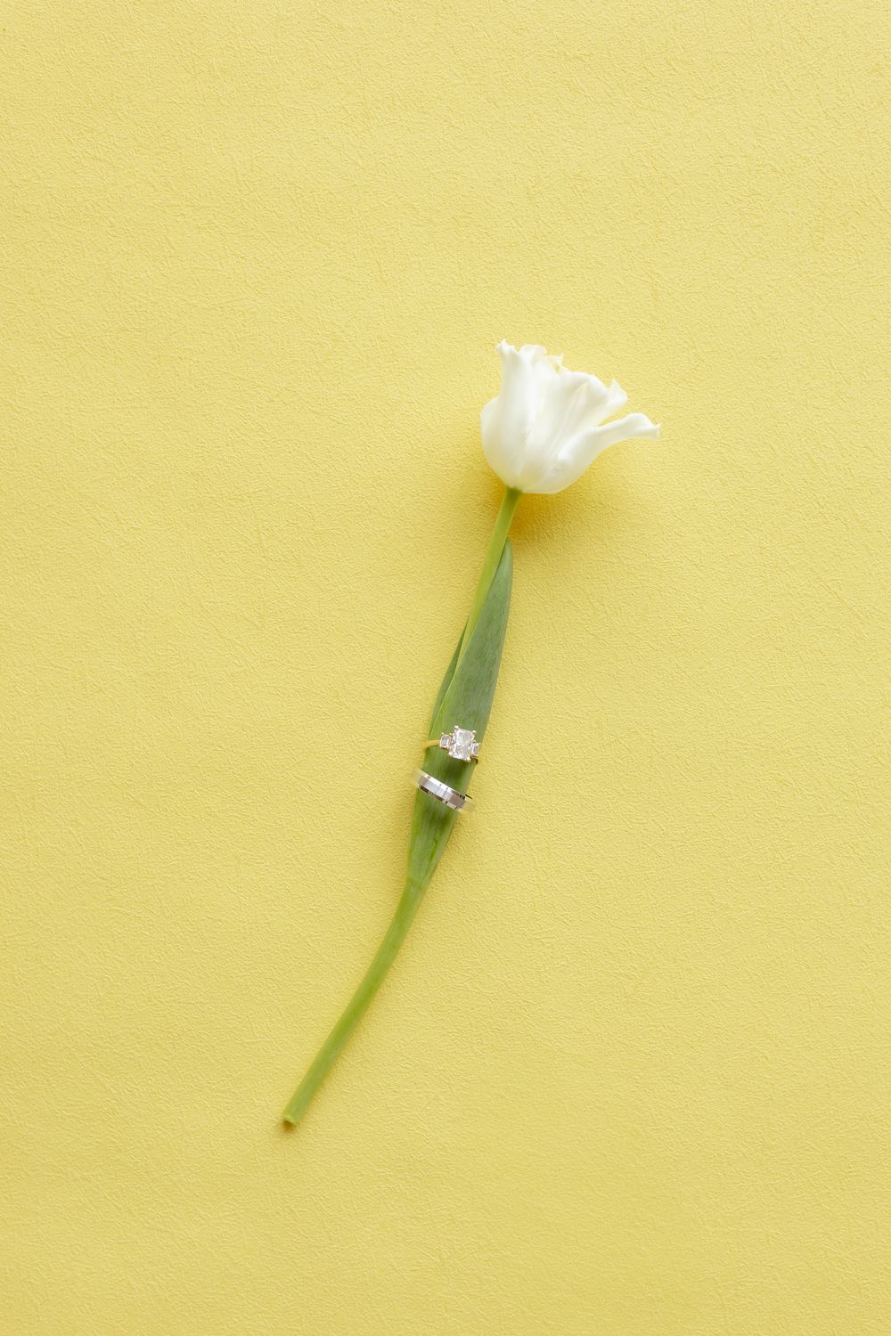 White tulip flowers arranged in a diagonal line pattern against a soft yellow background.