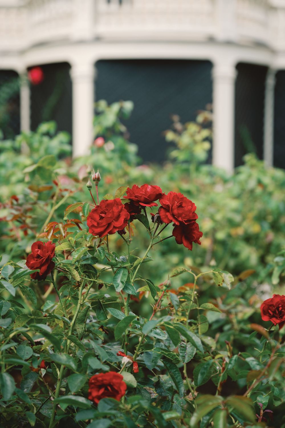 Vibrant red roses bloom against lush green foliage in a garden setting with white architectural elements in background.