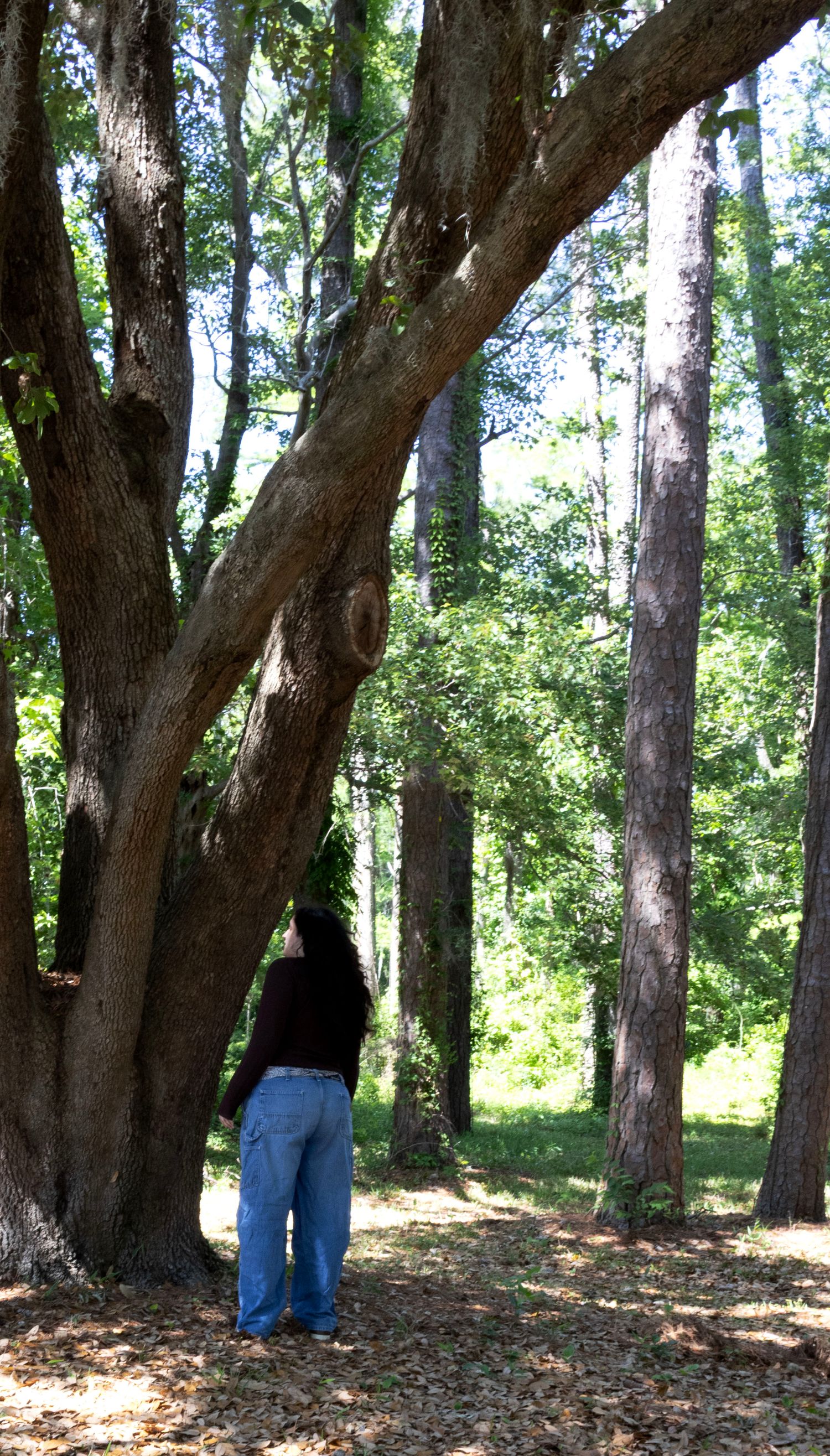 A person in jeans and black top stands beneath a massive curved tree trunk in a sunlit forest.