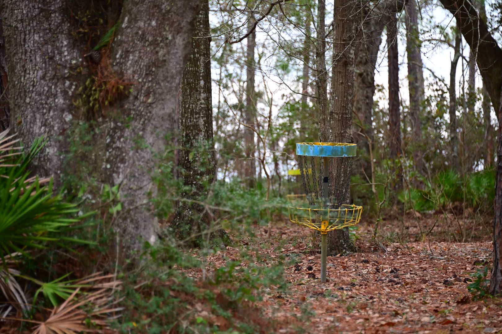 Disc golf basket in coastal pine forest with palmetto undergrowth Gulf Coast Mississippi