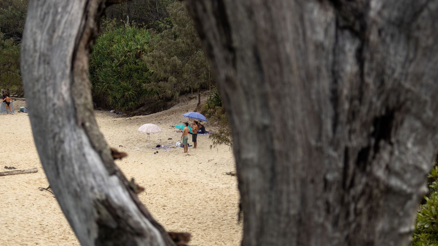 A person carrying a colorful umbrella walks along a sandy path framed by an old weathered tree trunk.