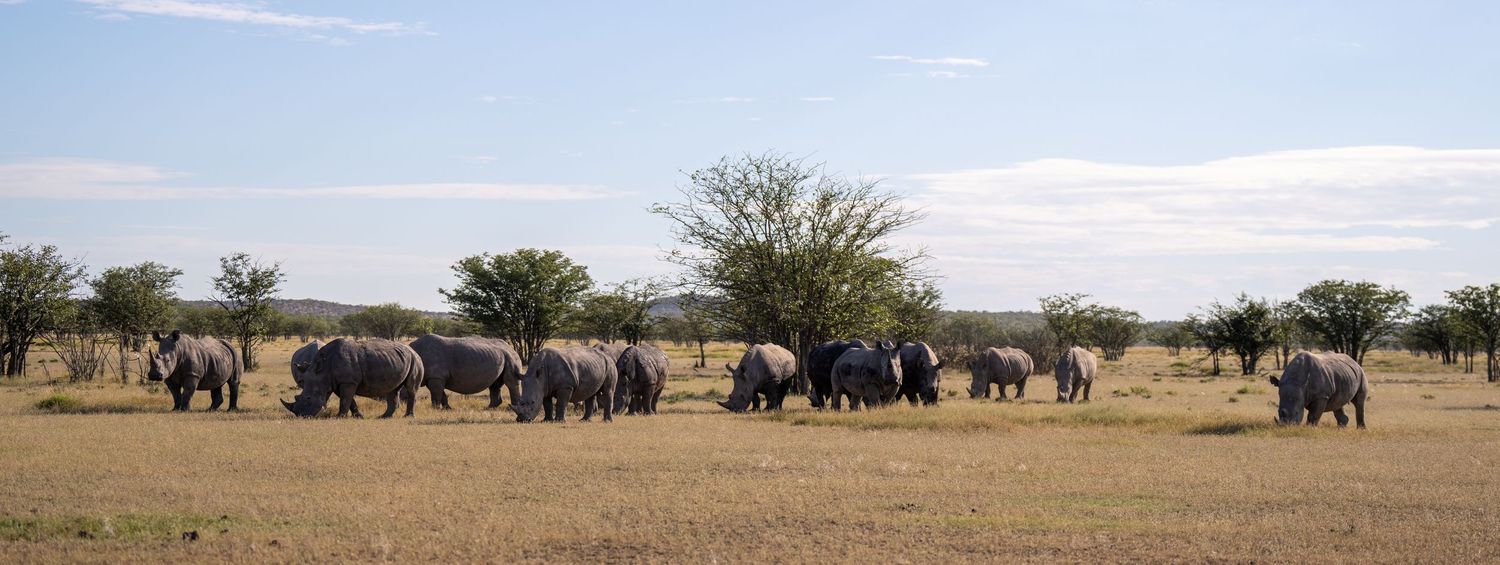 A herd of white rhinos grazing on golden savanna grasslands with acacia trees under a blue sky in Africa.