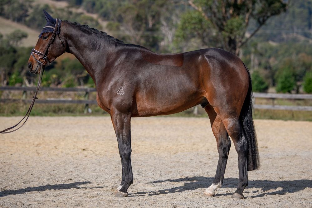 A dark bay horse stands posed on sandy ground in an outdoor equestrian arena.