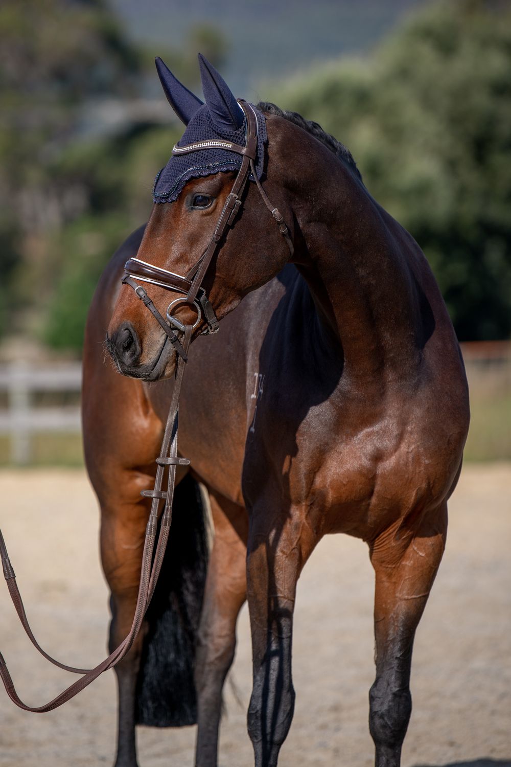 A glossy bay horse wearing a bridle and ear bonnet stands in a sandy arena with trees in the background.
