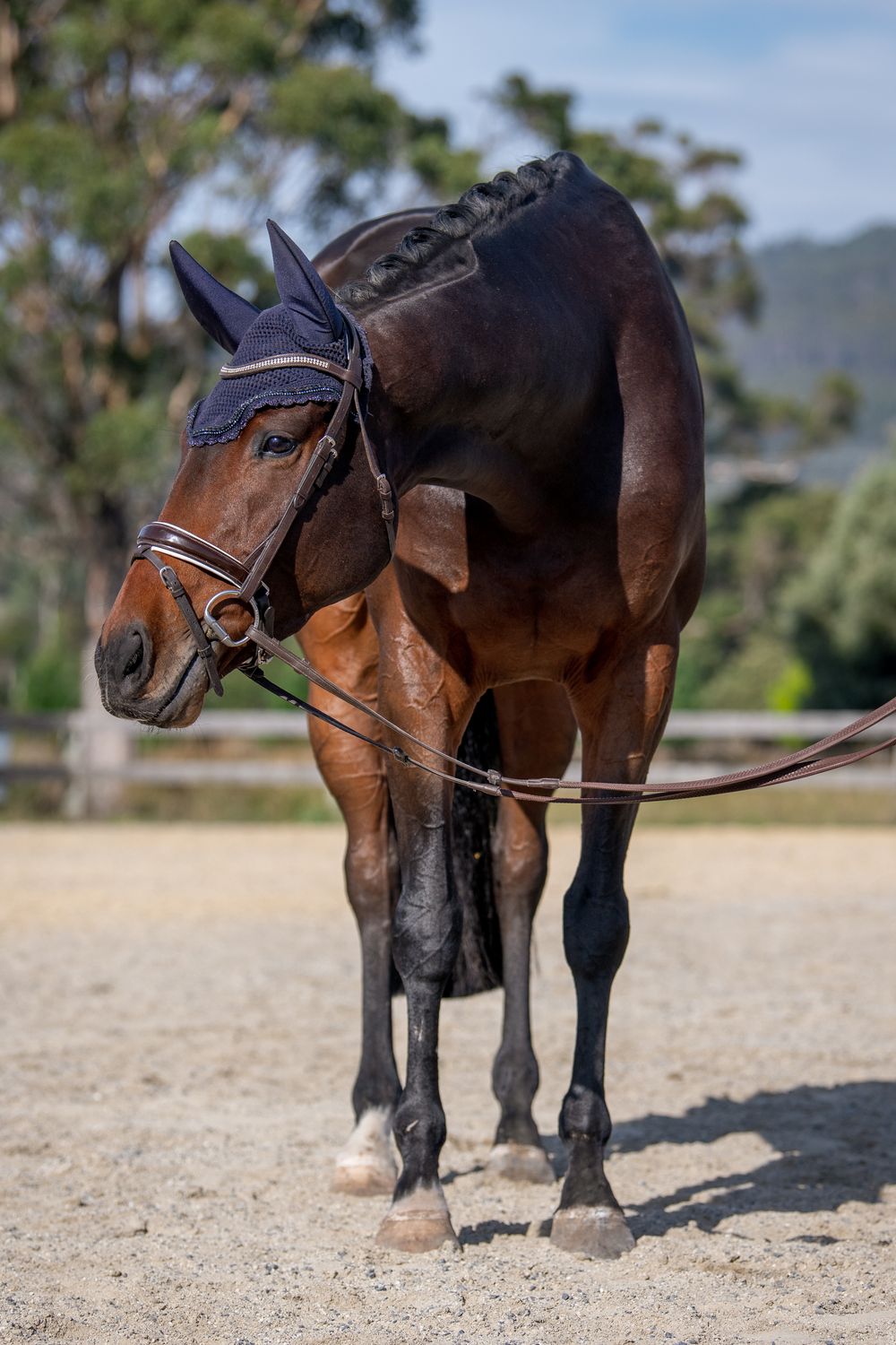 A bay horse in dressage tack with ear bonnet stands in a sandy arena with white fencing and trees in background.