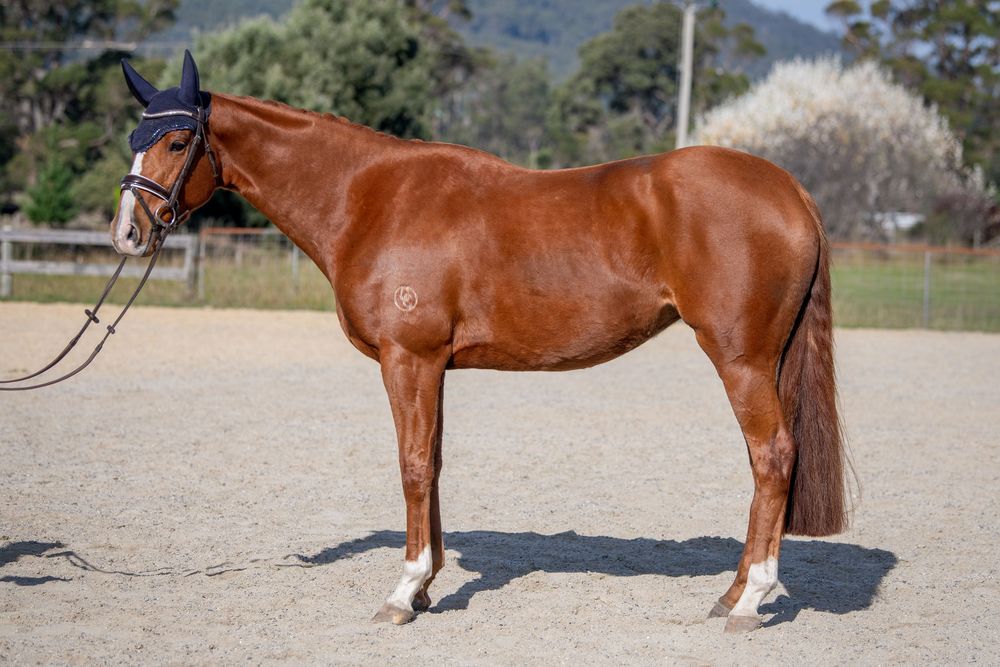 Chestnut horse with white markings standing in sandy arena wearing bridle, trees and fence visible in background.