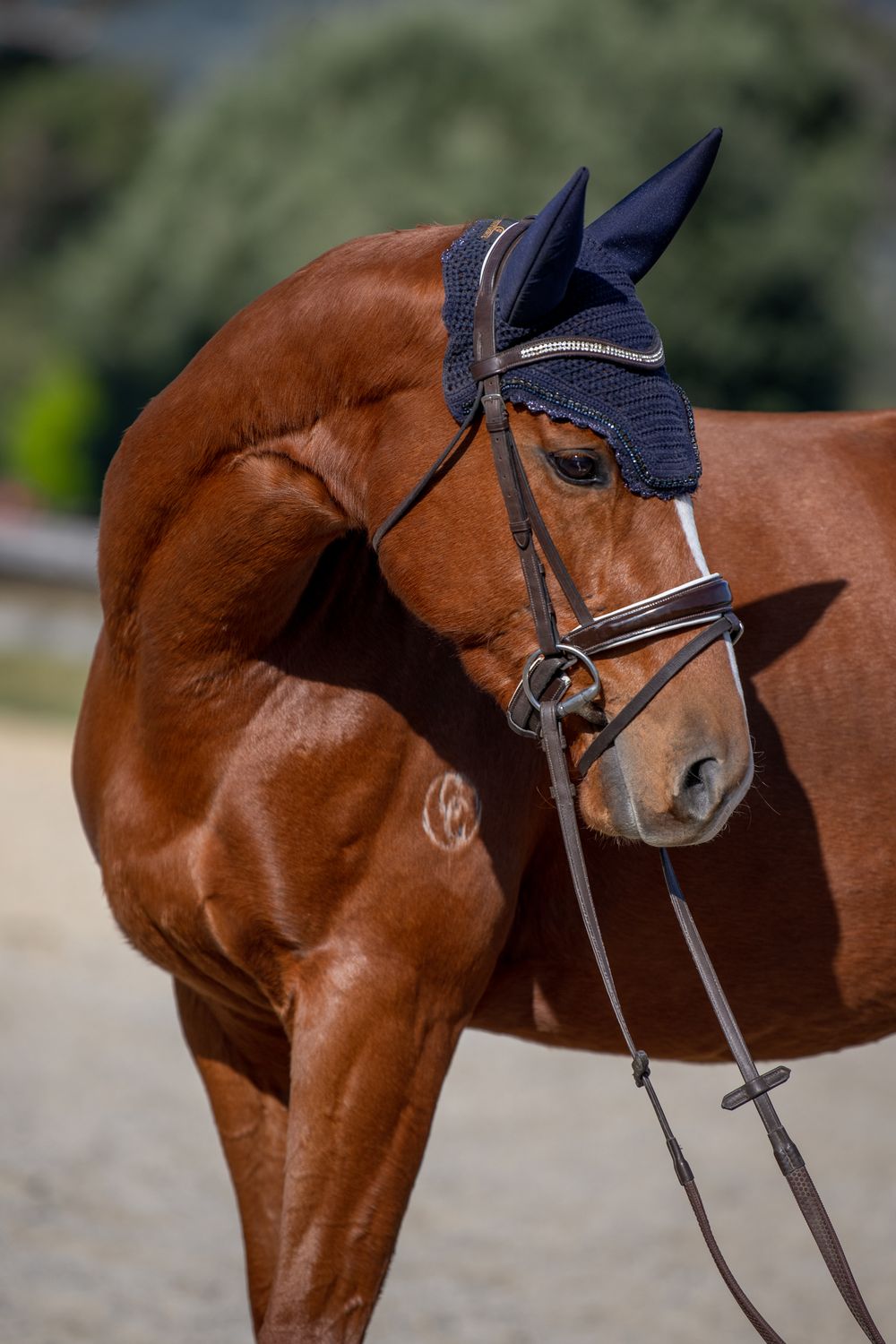 A chestnut horse wearing a navy blue ear bonnet and bridle stands outdoors in natural light.
