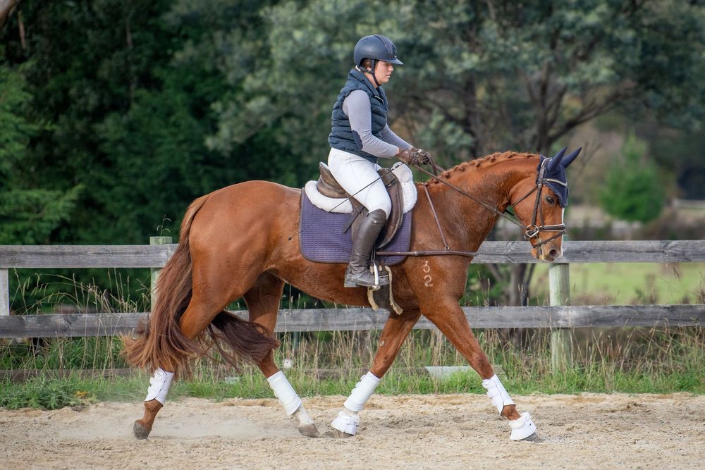 Rider in helmet on chestnut horse with white boots trotting in sandy arena near wooden fence and green trees.