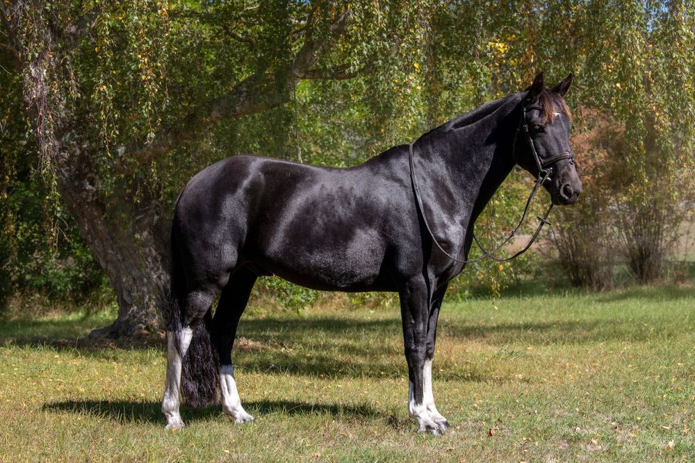 A sleek black horse with white markings stands gracefully on green grass beside a weeping willow tree.