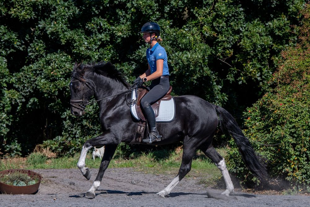 A rider in a blue shirt and helmet rides a black horse through a sandy arena surrounded by lush green trees.
