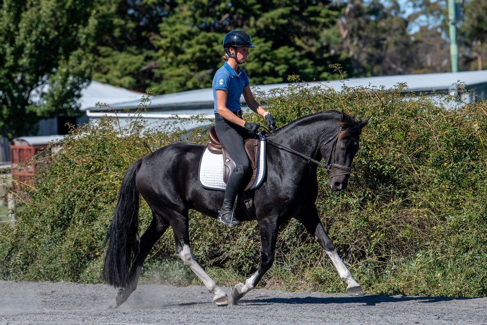 Rider in blue top on black dressage horse trotting outdoors near green hedges on a sunny day.