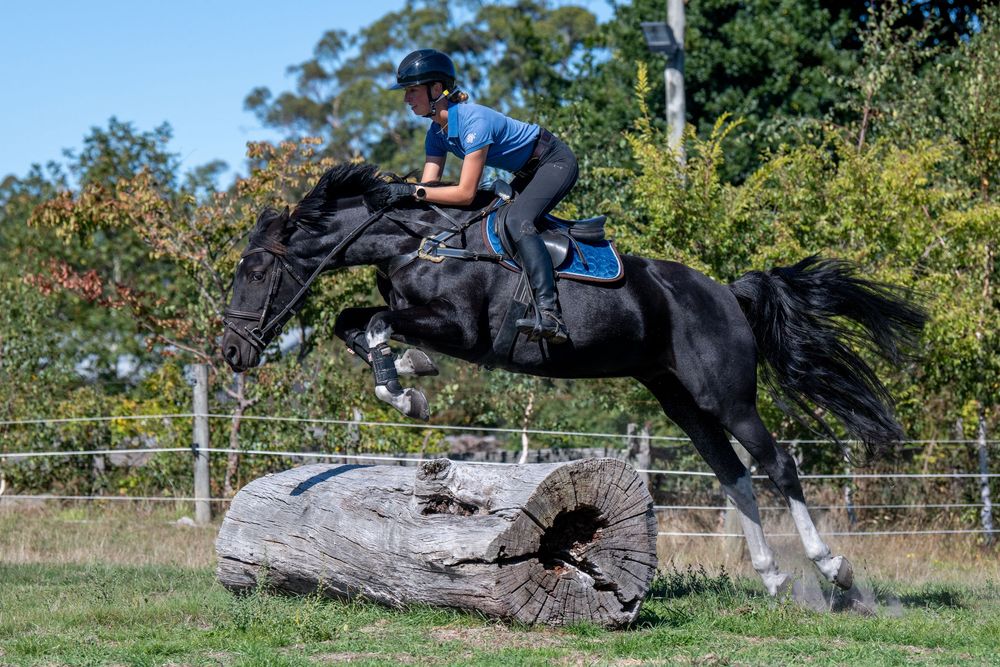 Black horse jumping over a log obstacle with rider in blue during cross-country training outdoors.