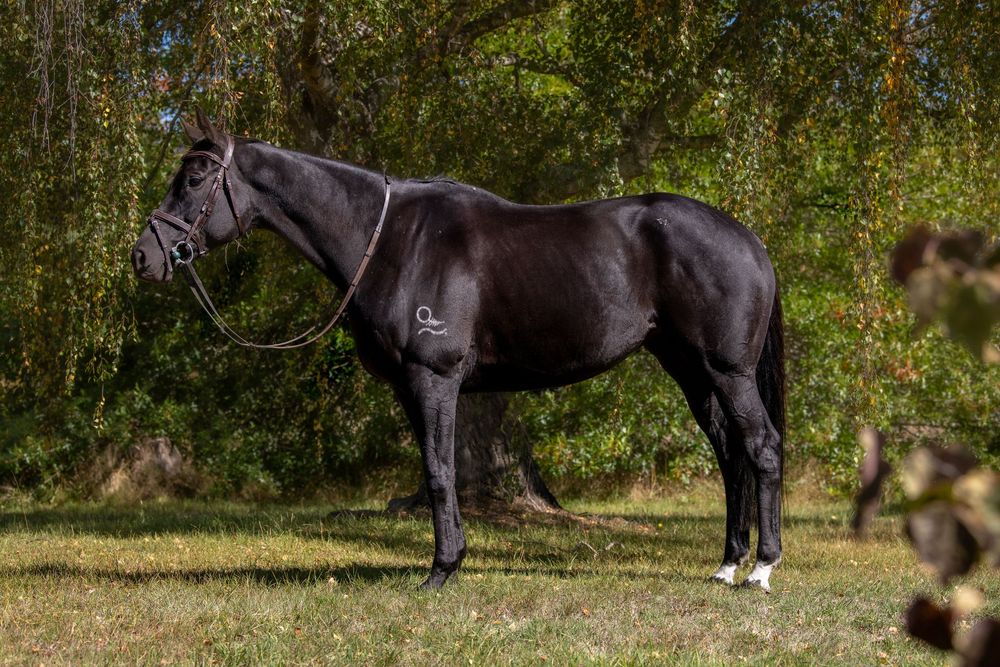 Black horse standing in a grassy field with trees in the background on a sunny day.