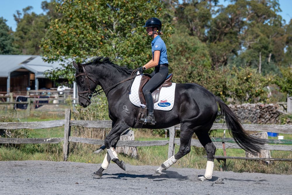 A rider in helmet and breeches canters a black horse with white boots in an outdoor equestrian arena.