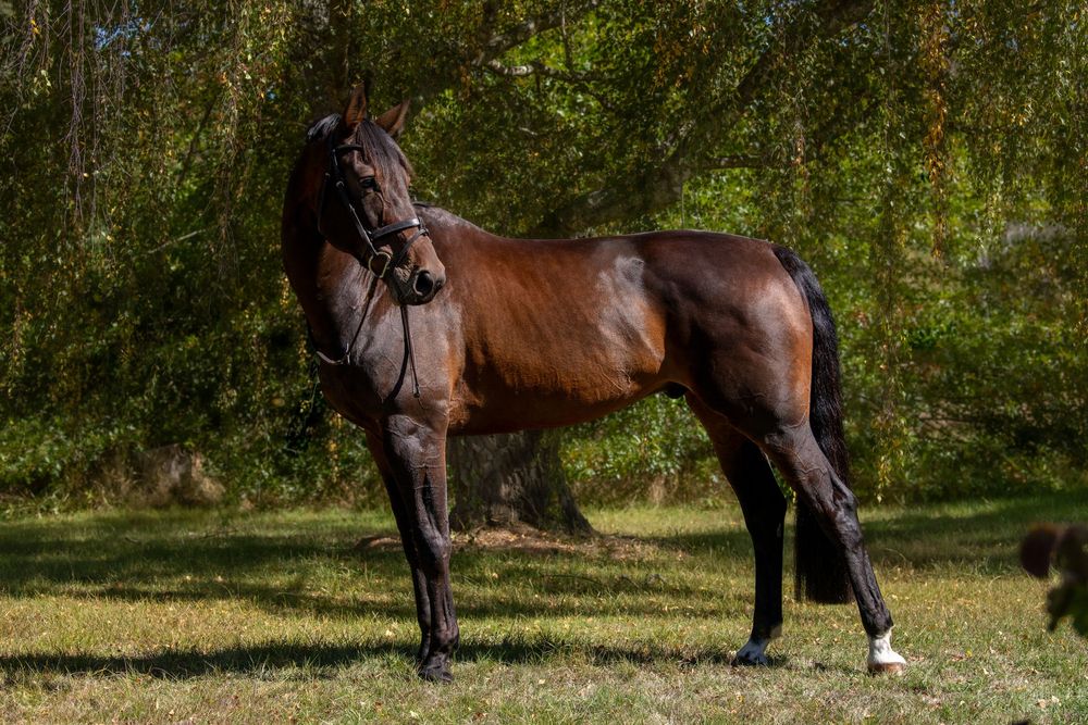 Bay horse standing elegantly in green pasture wearing bridle, showcasing its muscular build and shiny coat.