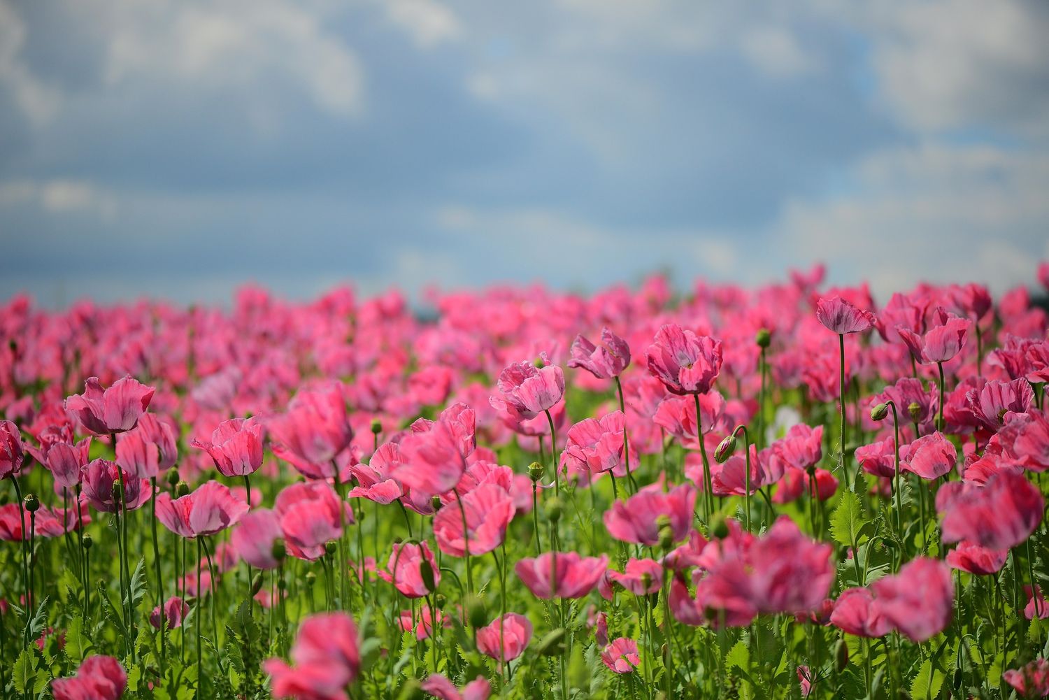 page pour les fleurs