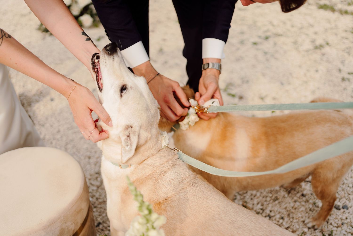 Bride and groom attach floral collar to their golden dog during wedding ceremony.