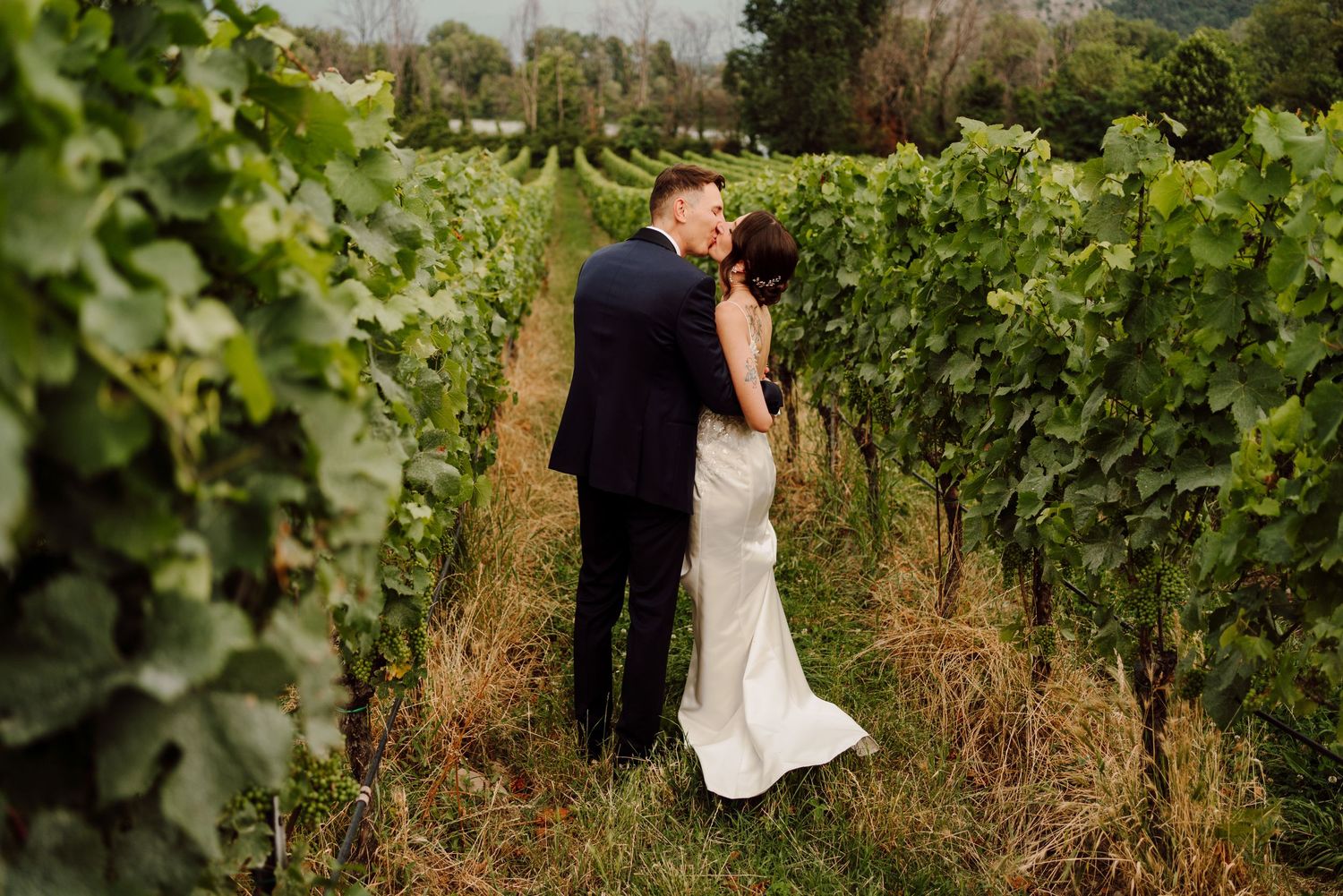 Bride and groom sharing a kiss among lush green vineyard rows on their wedding day.