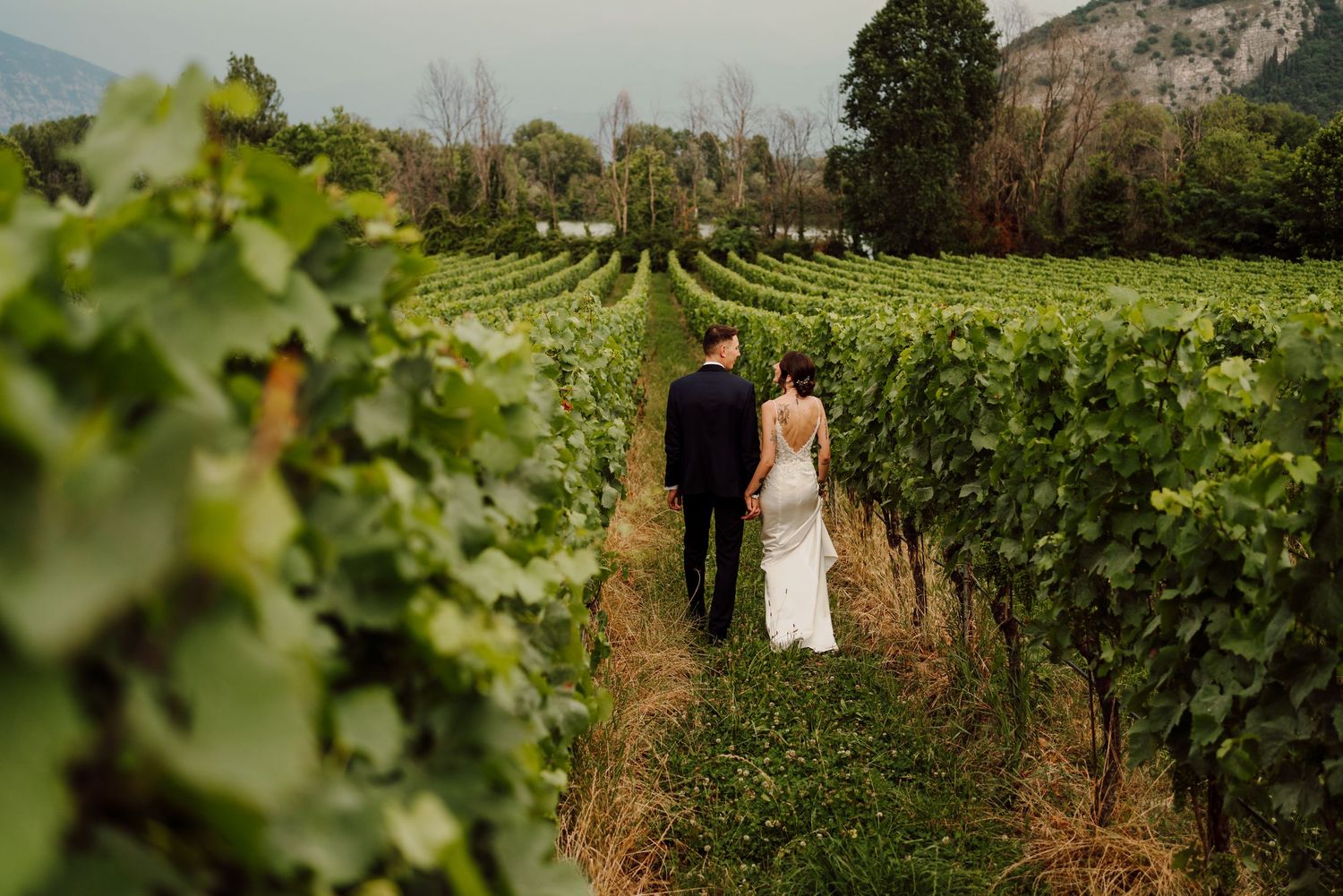 Bride and groom walking hand in hand away from the camera through rows of a lush green vineyard.
