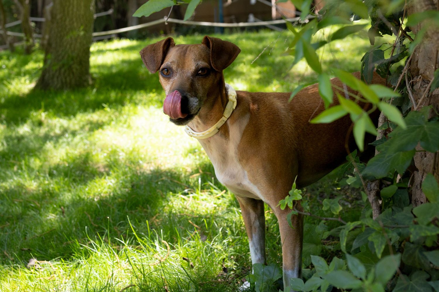 Perro marrón de raza vizsla en exterior con vegetación verde. Sesión de fotografía canina al aire libre en Barcelona.
