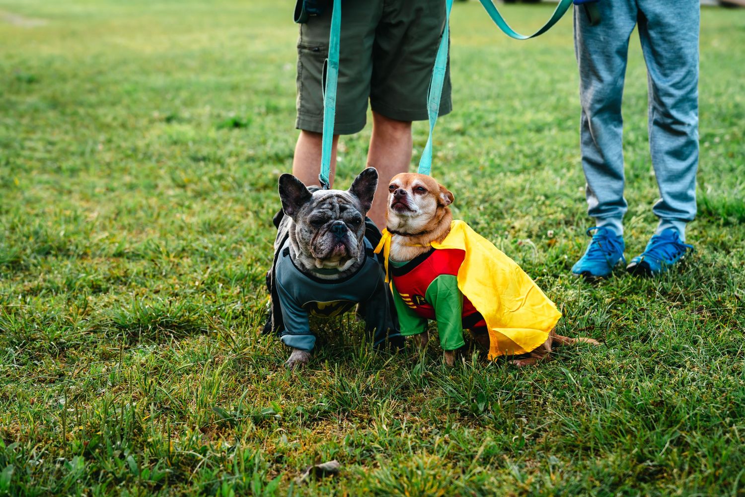 Two bulldogs in superhero costumes on leashes sitting on green grass with their owners standing behind them.