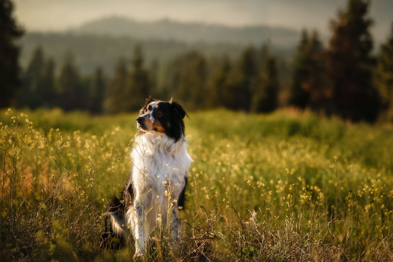A majestic tri-color Border Collie sits alert in a golden meadow with misty mountains and pine trees in the background.