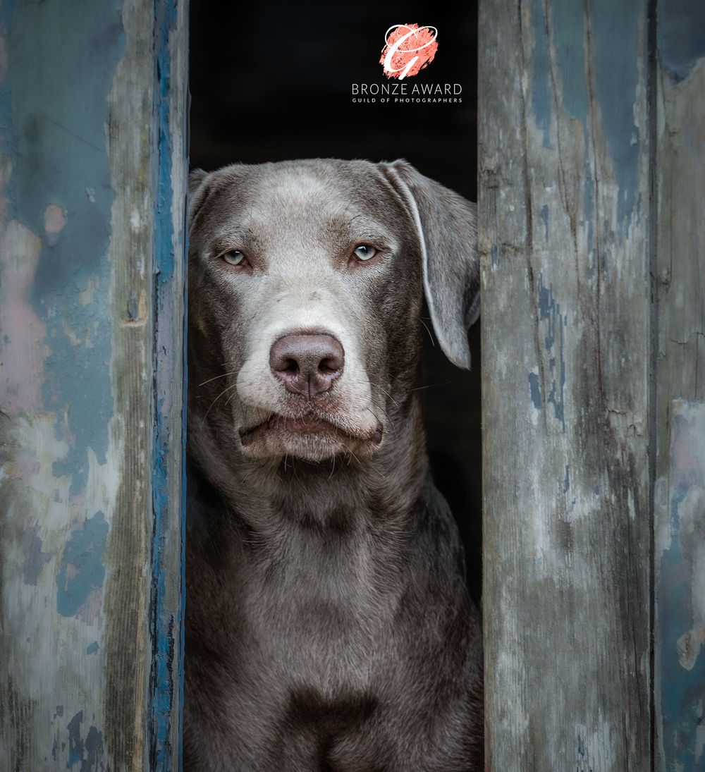 Dog portrait photography in County Durham