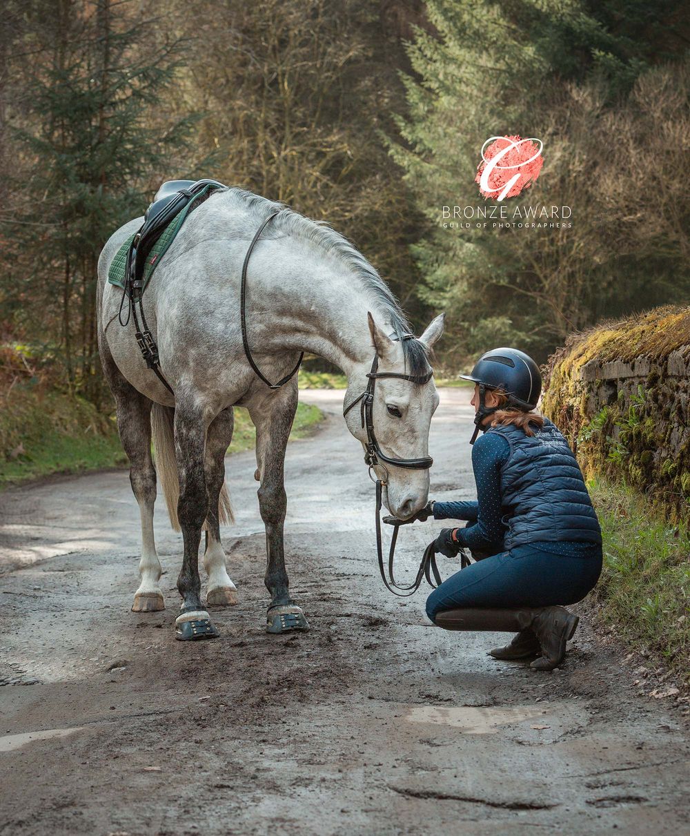 Equine portrait photography in County Durham