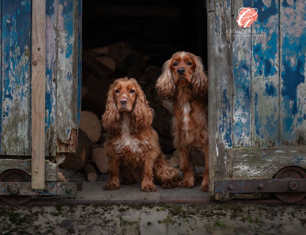 Dog portrait photography in County Durham