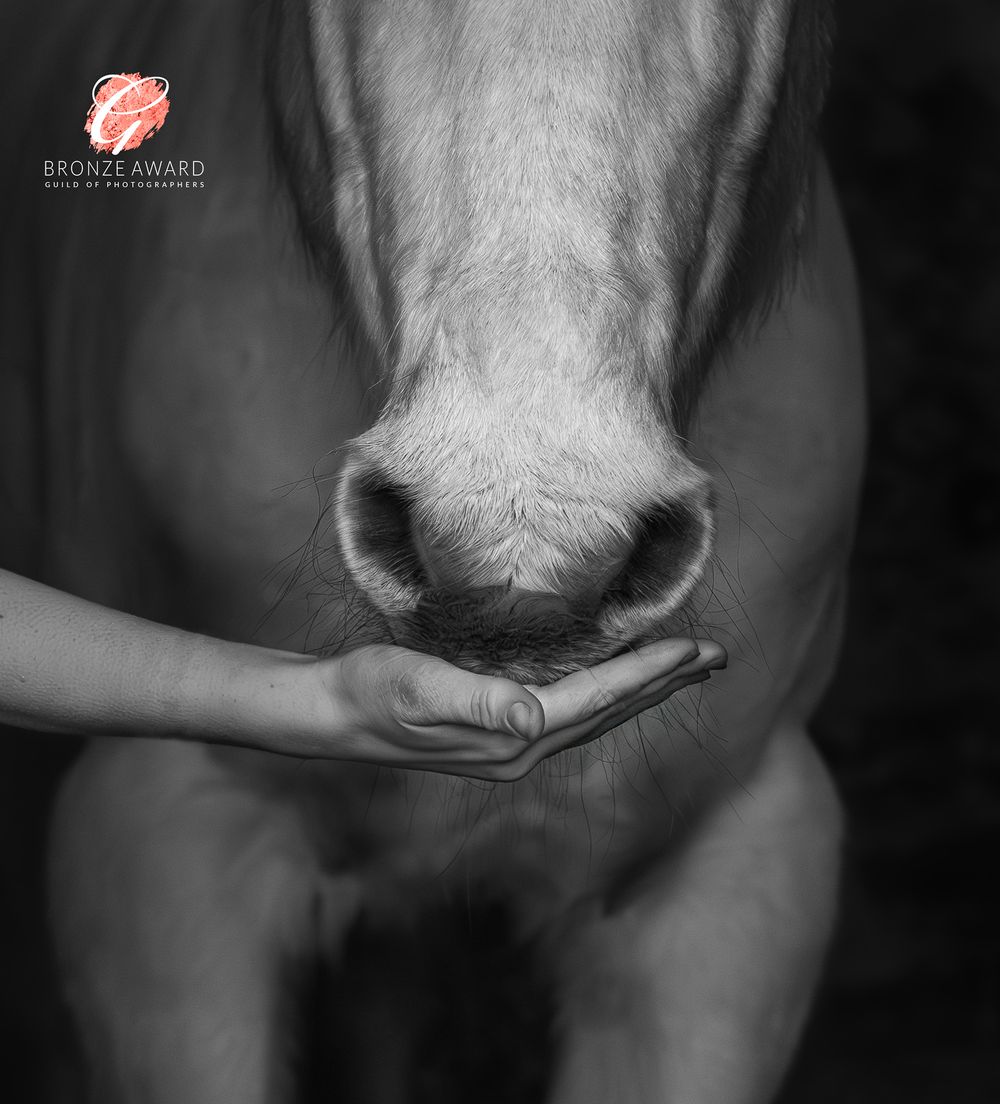 Equine portrait photography in County Durham