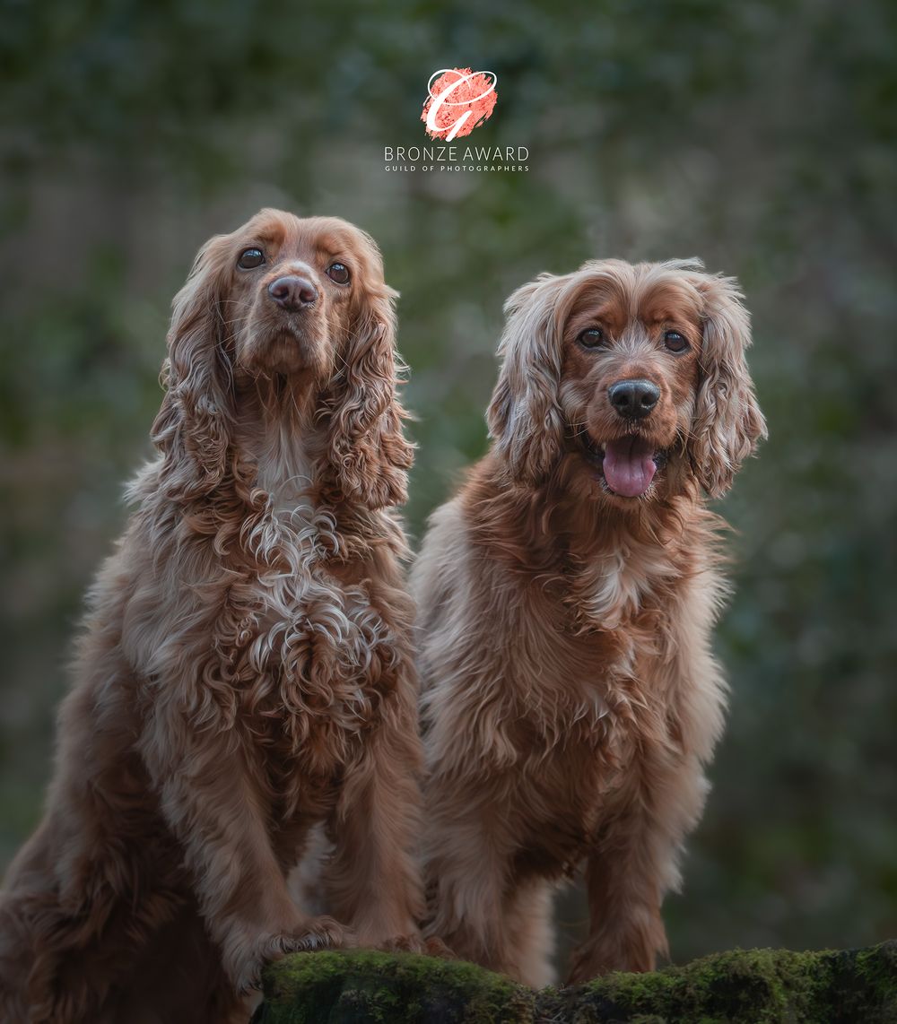 Dog Portrait photography in County Durham