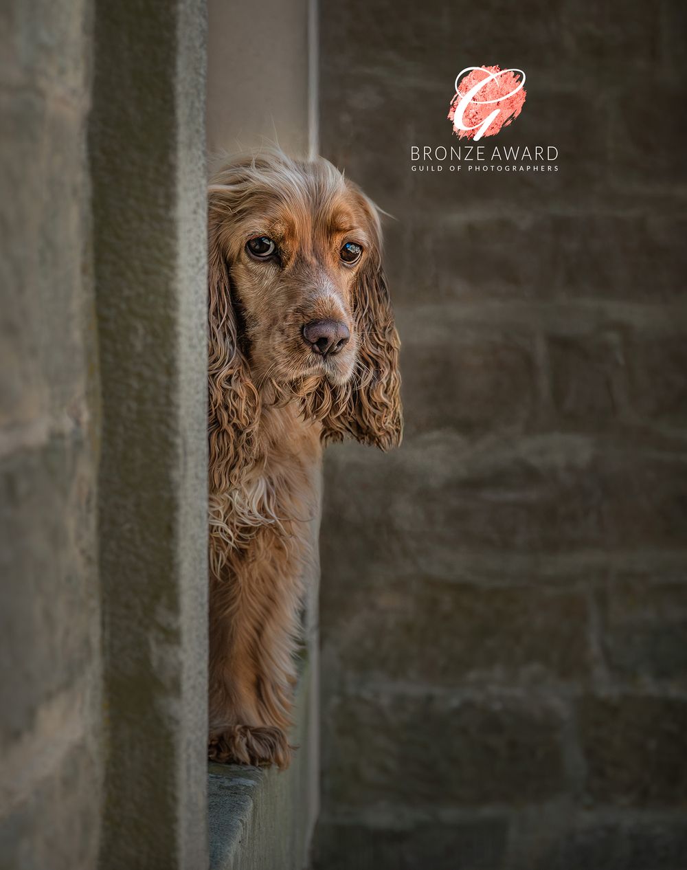 Dog Portrait photography in County Durham