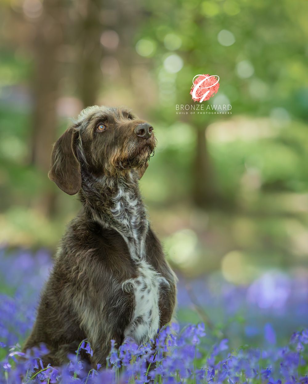 Natural dog photography outdoors in County Durham