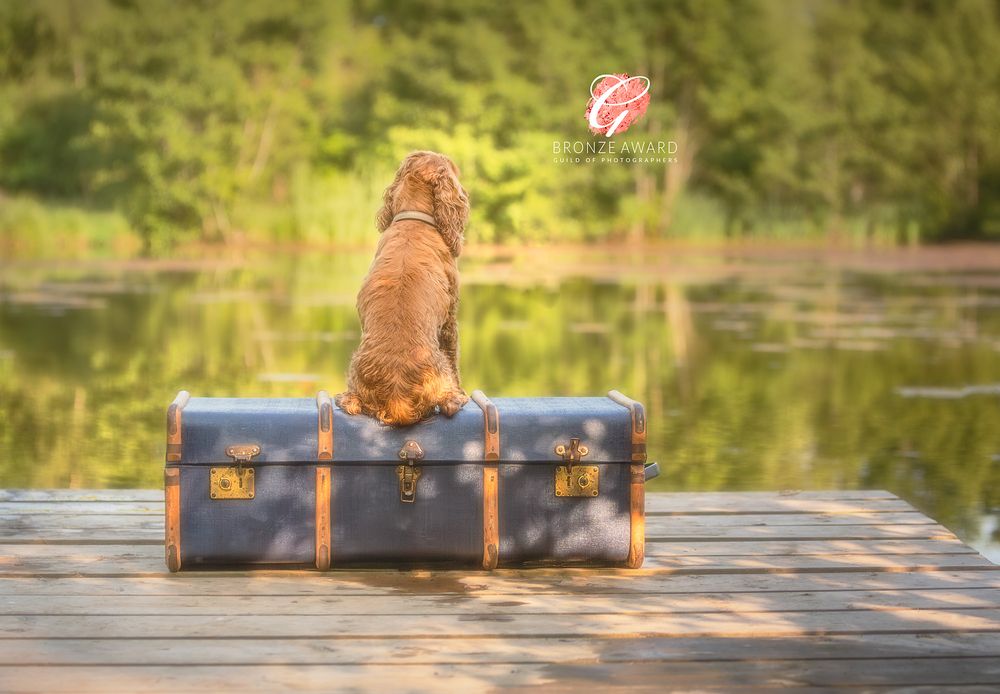 Natural dog photography outdoors in County Durham