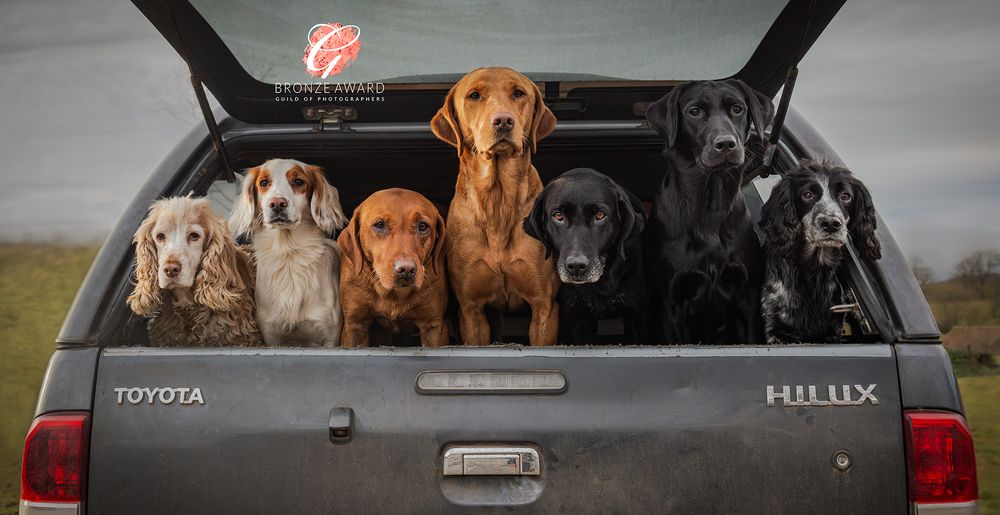 Dog portrait photography in County Durham