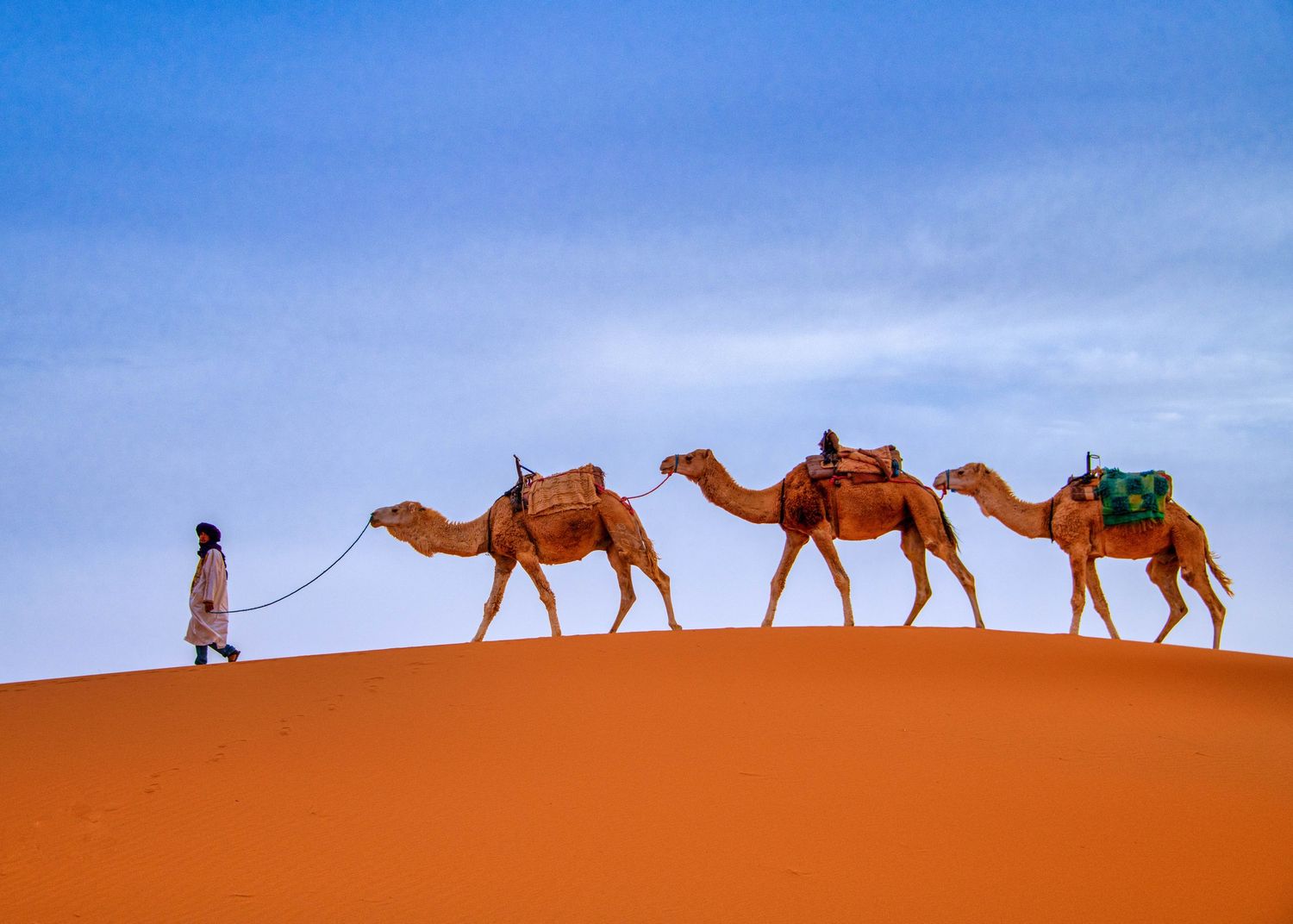 A caravan of three camels and a guide traverse the orange sand dunes of the Sahara Desert against a bright blue sky.