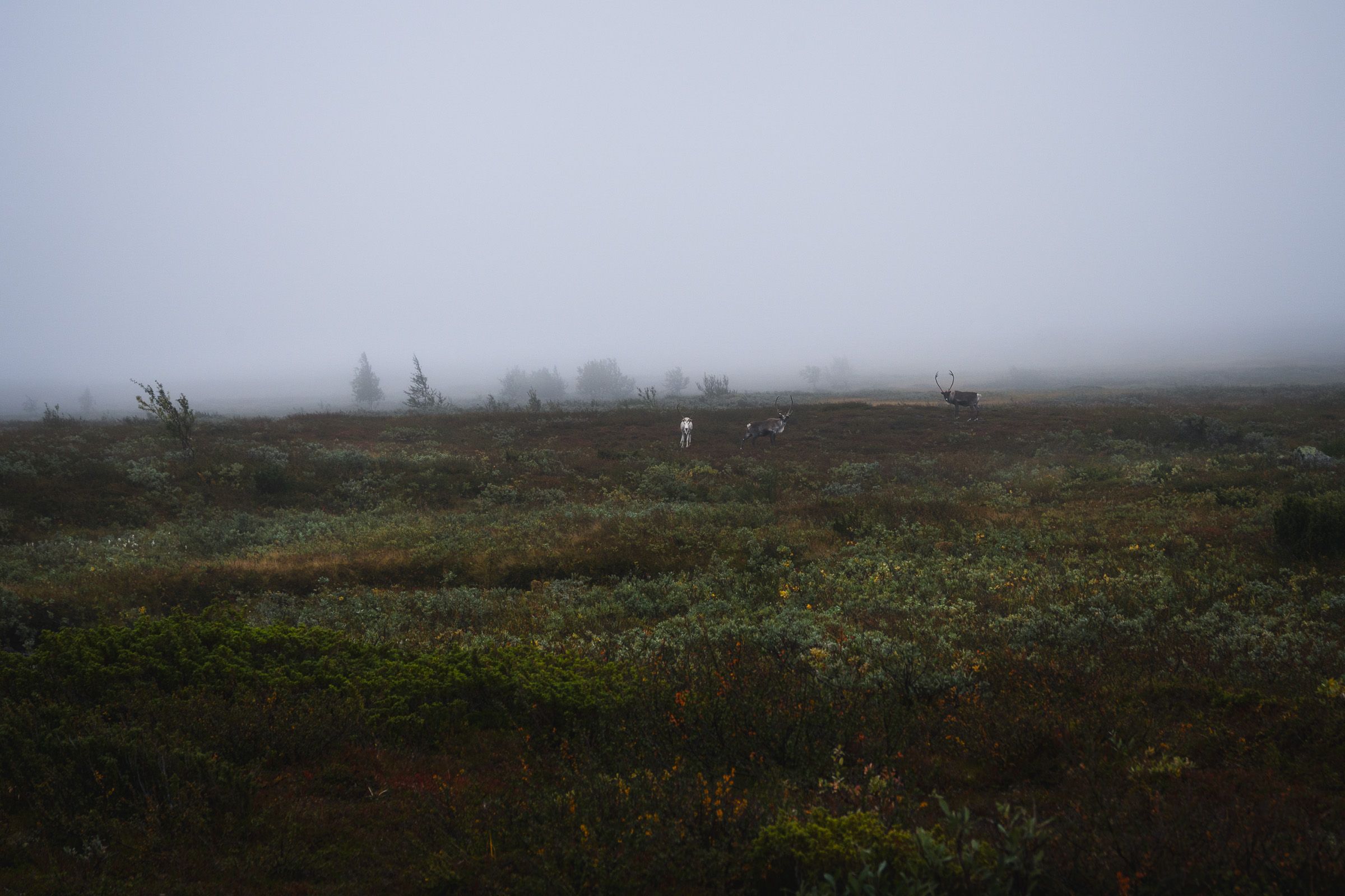 Ammarnäs, Aigert, Vindelfjällen, Fotograf Alison De Mars, fine art, landskap, reindeer, fjällvandring