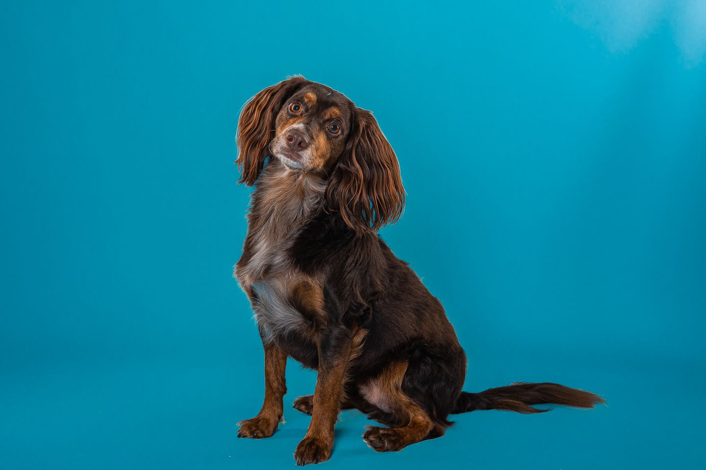 Dog studio photography by Dorset photographer Kris the Photographer